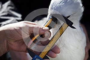 Animal Research, Measuring Beak of Sea Bird