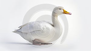 Animal rights concept white duck with a yellow beak white background