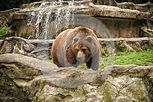 Animal rights. Friendly brown bear walking in zoo. Cute big bear stony landscape nature background. Zoo concept. Animal