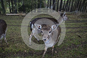 Animal roe deer looking at the camera, close-up
