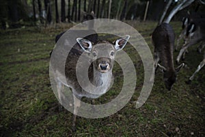 Animal roe deer looking at the camera, close-up