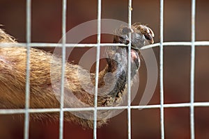 An animal`s foot on a metal fence grid photo