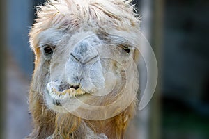 Animal`s head of a camel that chews