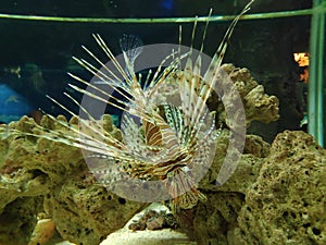 Animal sea coralfish