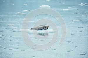 Animal seal wild spitsbergen svalbard arctic glacier photo