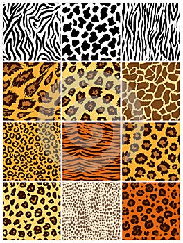 Animal seamless pattern set. Mammals Fur. Collection of print skins. Predators Camouflage. Cheetah Giraffe Zebra Leopard