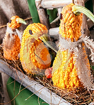 Animal shaped Pumpkins