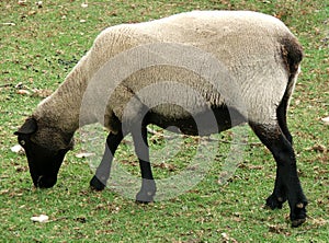 Animal - sheep