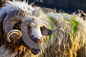 Animal Sheep