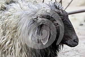 animal sheep with a black muzzle
