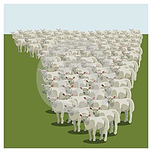 El oveja rebano 