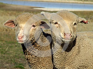 Animal - sheep (lamb)