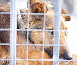 Animal shelter, cage and sad dog in sanctuary waiting for adoption, foster care and rescue. Pets, homeless and closeup