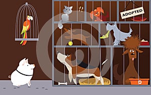 Animal shelter cartoon
