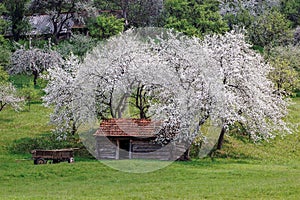 Animal shelter and cherry trees in banat,romania