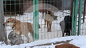 Animal shelter, dogs waiting for their new owners