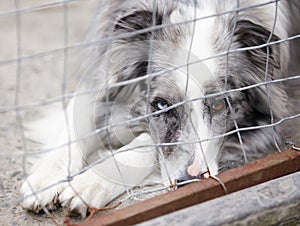 Animal shelter, fence and sad dog in sanctuary waiting for adoption, foster care and rescue. Pets, cage and portrait