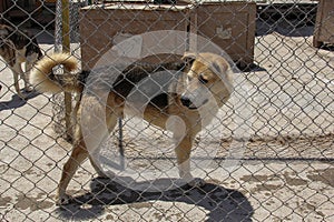 Animal shelter in Hashtgerd city of Karaj province that protects dogs