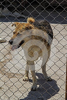 Animal shelter in Hashtgerd city of Karaj province that protects dogs