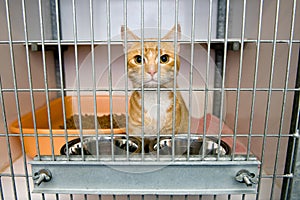 Animal shelter photo