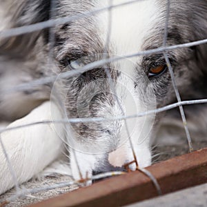 Animal shelter, kennel and sad dog in sanctuary waiting for adoption, foster care and rescue. Pets, homeless and face