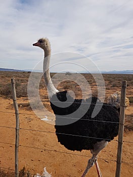 Animal sightings of an ostrich