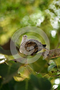 Animal Sit On Tree Branch