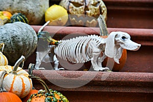 Animal skeleton and pumpkins as Halloween decorations.