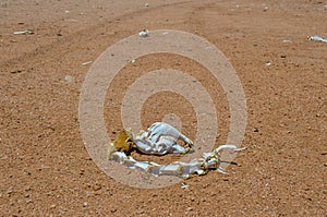 Animal Skeleton in Sur Lipez Desert, Bolivia photo