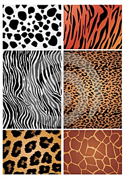 Animal skin