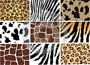 Animal skin