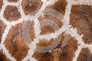 Animal skin background of the patterned fur