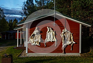 Animal skin , deer hide in lapland / finland