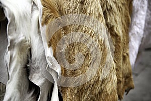 Animal skins fur photo