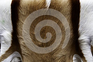 Animal skins fur photo