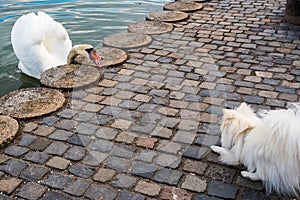 Animal skirmish, swan hissing on a dog