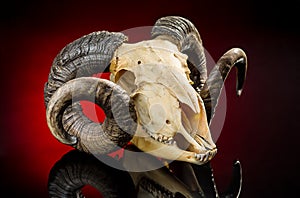 Animal skull with big horn