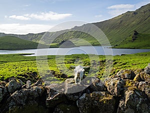 Caldeirao do Corvo landscape, Azores photo