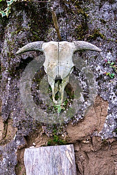 Animal skull on wall, life grows back, front photo