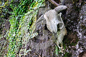 Animal skull on wall, life grows back, photo