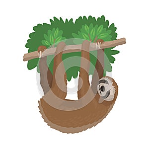 Animal sloth hanging on a tree branch, unau resting beast. Zoo character. Cute sloth isolated on a white background photo