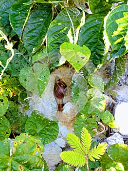 Animal small snail garden outdoor