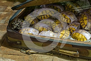 Animal smuggling concept. Tortoise shells being smuggled in a battered suitcase photo