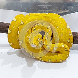  animal  snake  yellowsnake  greentreepython   photo