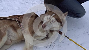 animal snow winter fur alaska ice wolf cute adventure canine blue landscape mammal breed pet