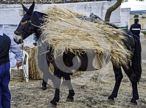 Animal soma donkey, mule, etc. Loaded photo