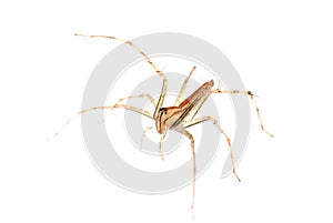 Animal spider photo