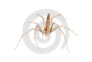 Animal spider photo