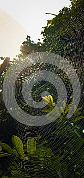 Animal spider leaf