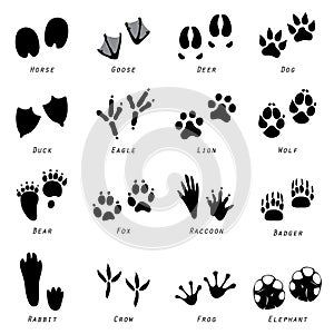 Animal Spoor Footprints Icon Vector